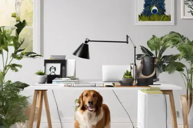 Designing a Dog-Friendly Home Office Space