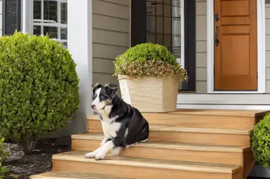 Installing Dog-Friendly Stairs and Ramps for Aging Pets