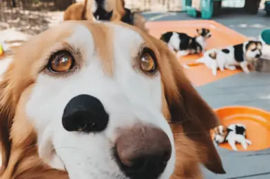 How to Launch Your Dog Daycare: A Step-by-Step Guide