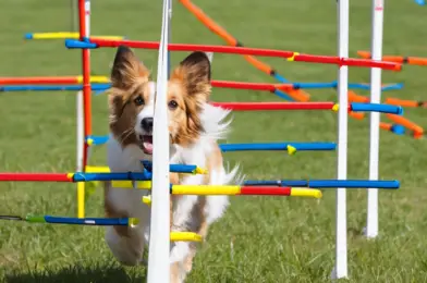 Dog Agility Weave Poles: Fixed vs. Adjustable Spacing