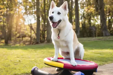 Comparing Different Types of Canine Fitness Equipment for Senior Dogs