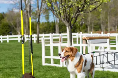 Spring Poles for Dogs: DIY vs. Commercial Products