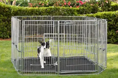 Dog Exercise Pens: Indoors vs. Outdoors Models