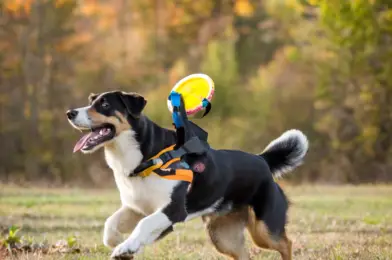 Dog Frisbees: Soft vs. Hard Materials – A Comparative Analysis