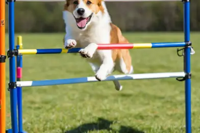 Dog Agility Jumps: Adjustable vs. Fixed Height Models