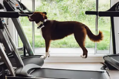 Treadmills vs. Dog Wheels: Which is Better for Indoor Canine Exercise?