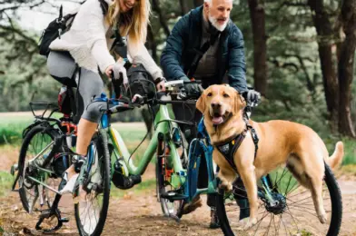 Dog Bicycle Attachments: Leash vs. Structured Harness Systems