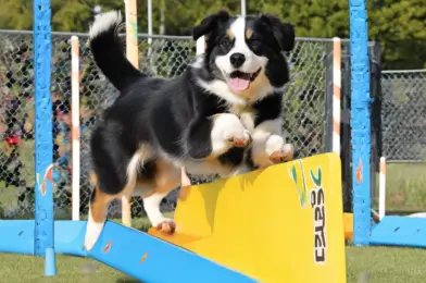 Dog Agility Seesaws: Analyzing Different Materials and Designs