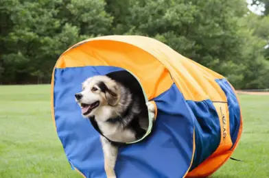 Dog Agility Chutes: Fabric vs. Solid Tunnel Options