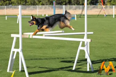 Dog Agility A-Frames: Portable vs. Permanent Structures