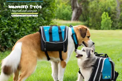 Comparing Different Types of Dog Backpacks for Weighted Exercise