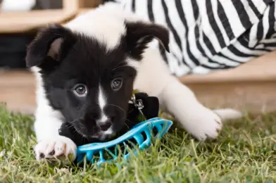 Puppy Teething: Managing the Chewing Phase