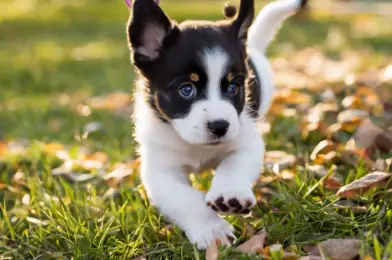 Leash Training for Puppies: Starting Off on the Right Paw