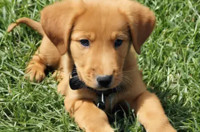 Puppy Exercise Guidelines: How Much is Too Much?