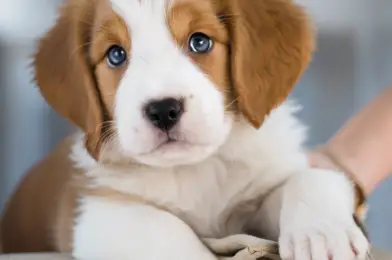 Puppy Vaccinations: Understanding the Core and Non-Core Shots