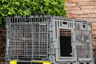 Crate Training: Benefits and Best Practices