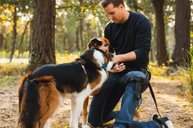 Advanced Obedience Training: Beyond the Basics