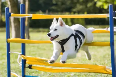 Agility Training for Dogs: Getting Started at Home