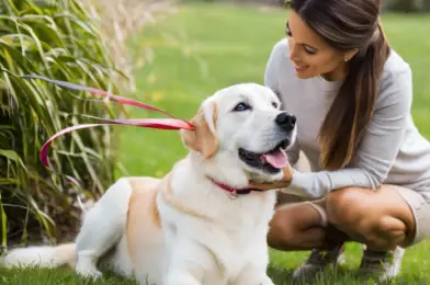 Training Your Dog for Therapy Work: What It Takes