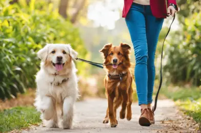 Creating a Professional Dog Walking Contract: What to Include